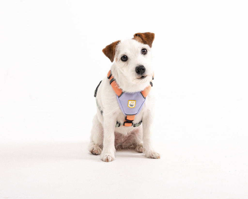 Harnais pour chien Color Block Salmon Pink Mix recyclé (RPET)