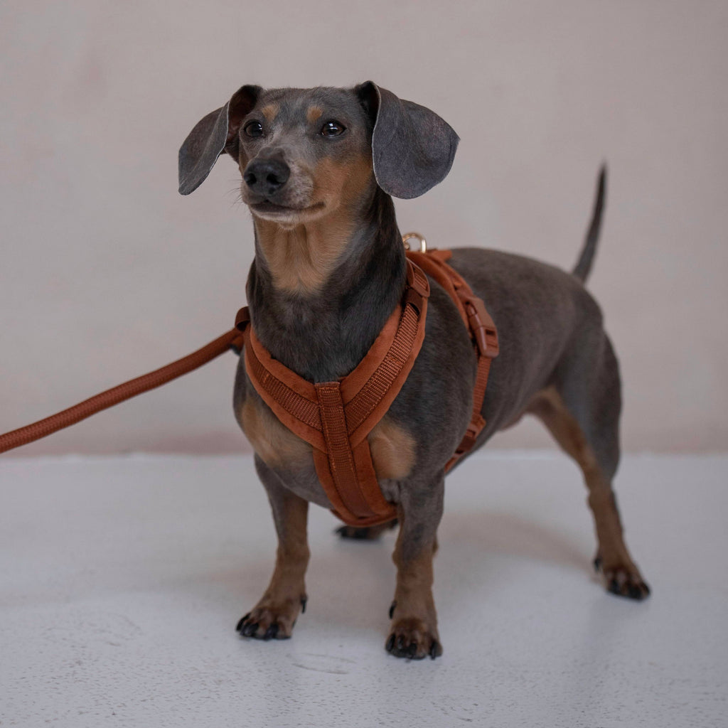 (Pré-commande)Harnais en velours pour chien Furlou – Clay