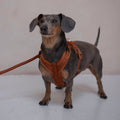 (Pré-commande)Harnais en velours pour chien Furlou – Clay