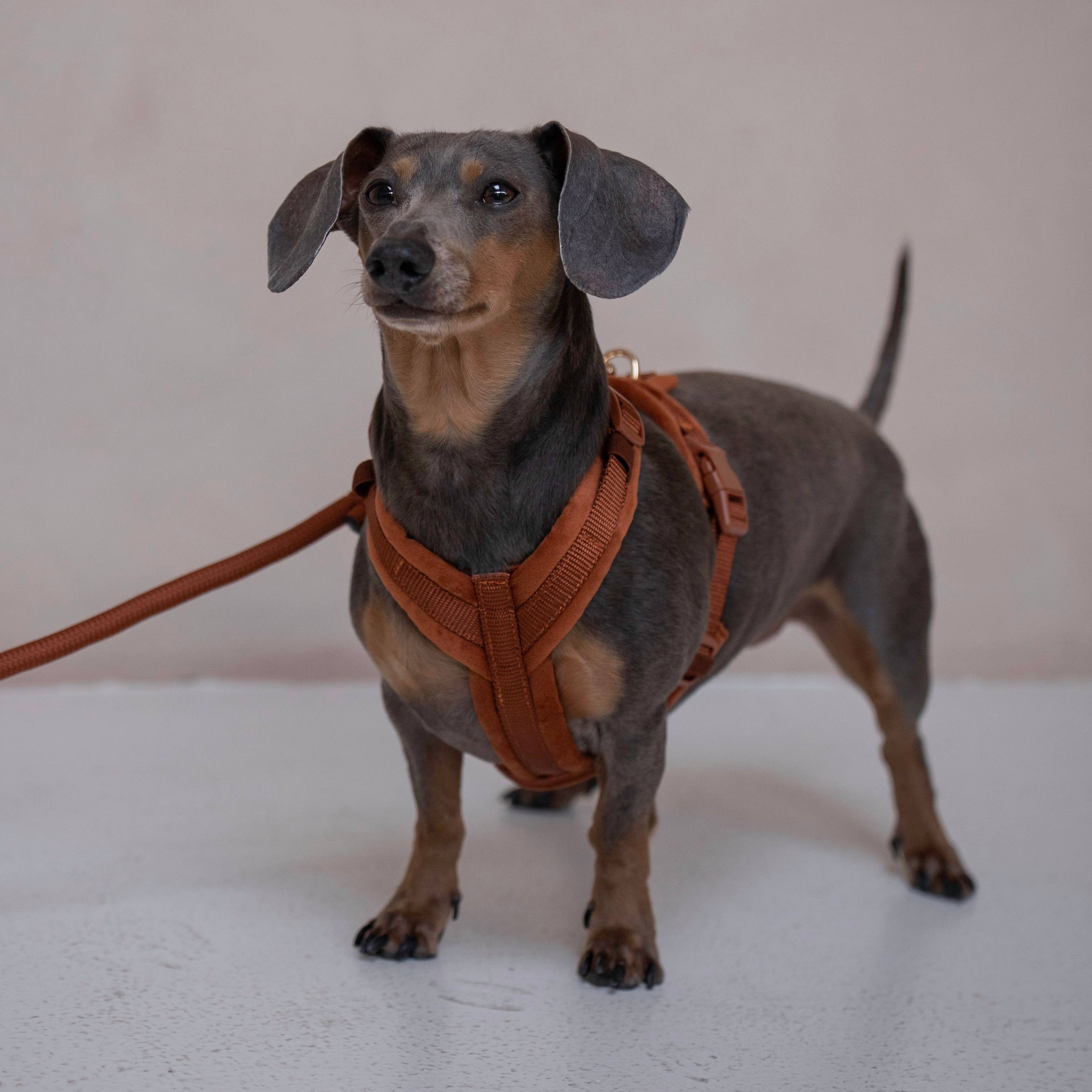 (Pré-commande)Harnais en velours pour chien Furlou – Clay