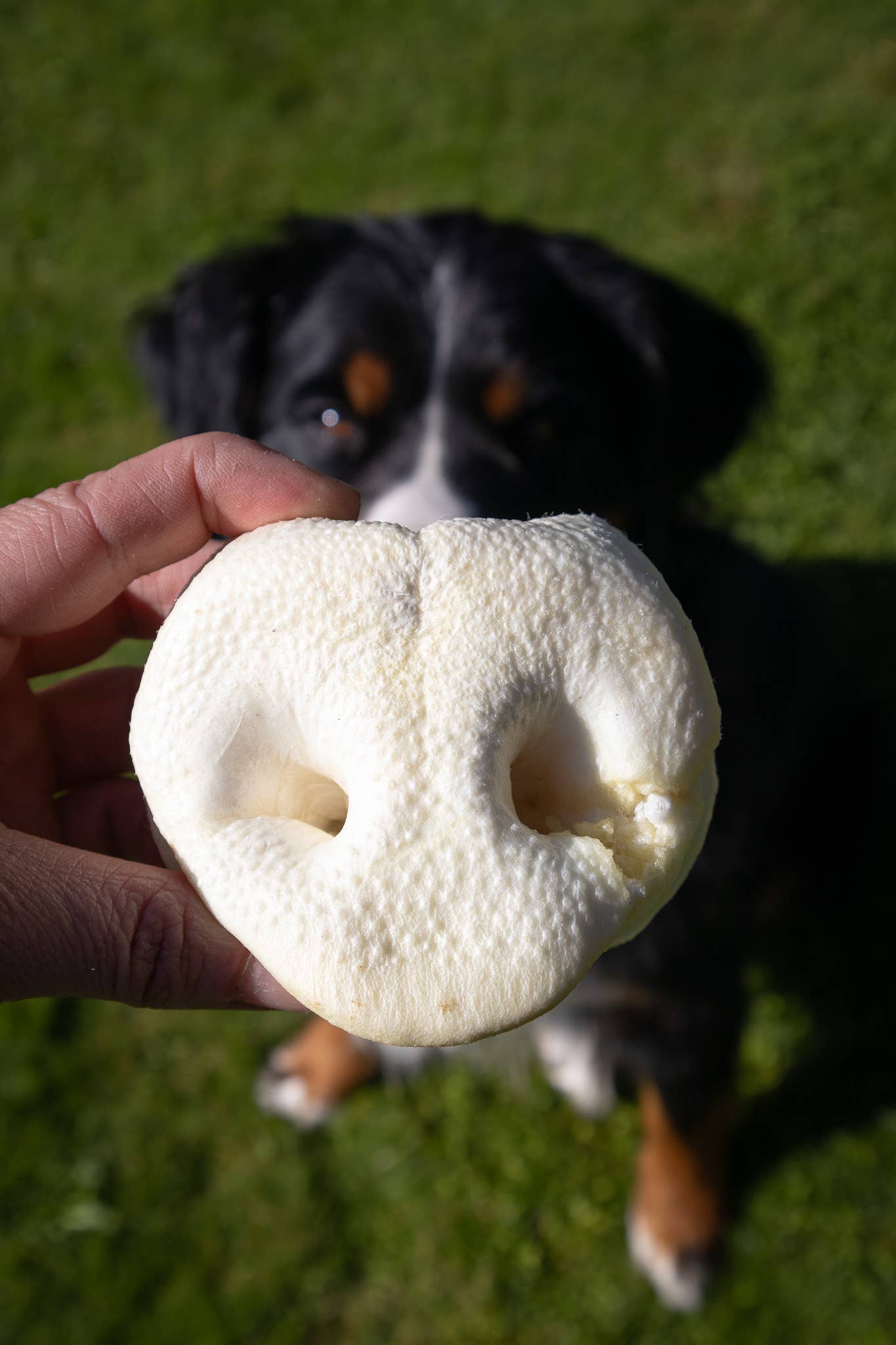 Nez de porc soufflé au miel - 5 pièces