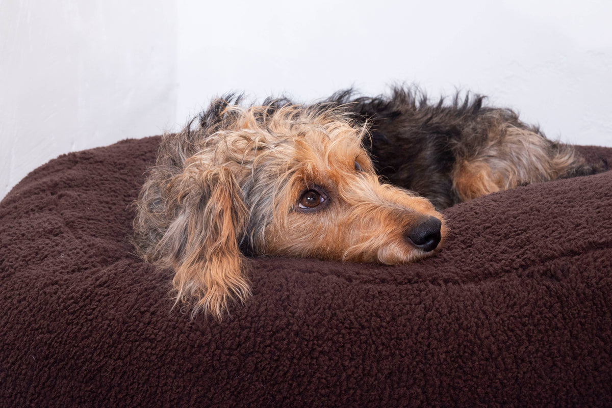 Pouf pour Chien & Chat Teddy Chocolat – Couchage Rond & Moelleux