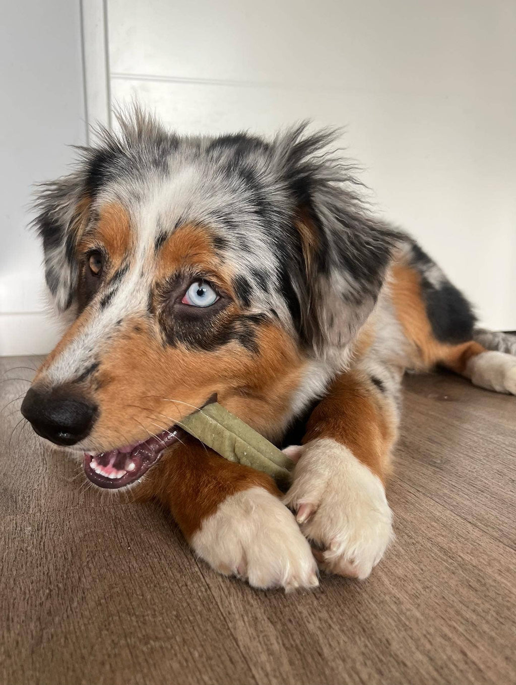 FILOU - Bâtonnet(s) de fromage à mâcher à la spiruline