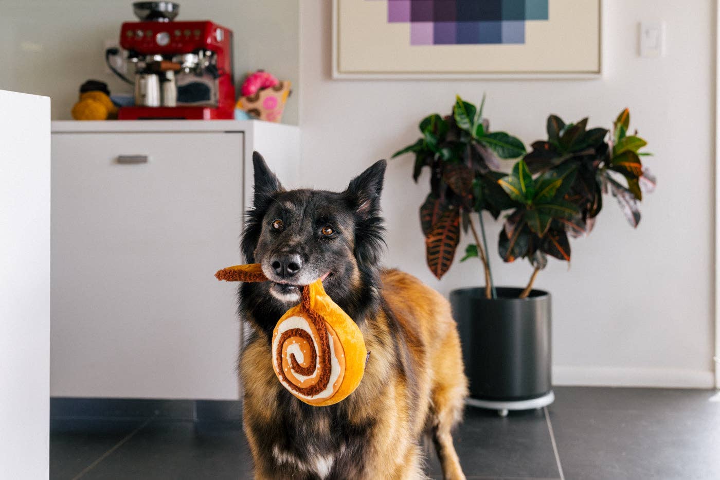 Cinnamon Roll - Jouet pour chien