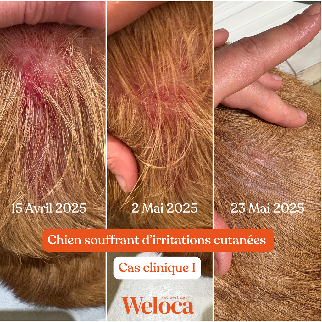 Weloca – Complément Démangeaisons pour chien (120 bouchées)