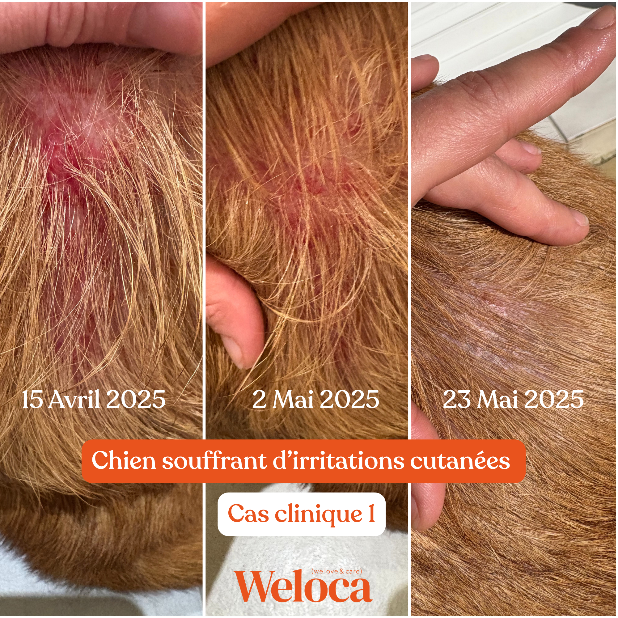Weloca – Complément Démangeaisons pour chien (120 bouchées)