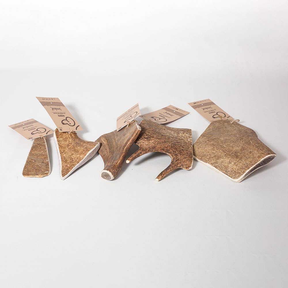 DINO - Bois de daim à mâcher pour chien