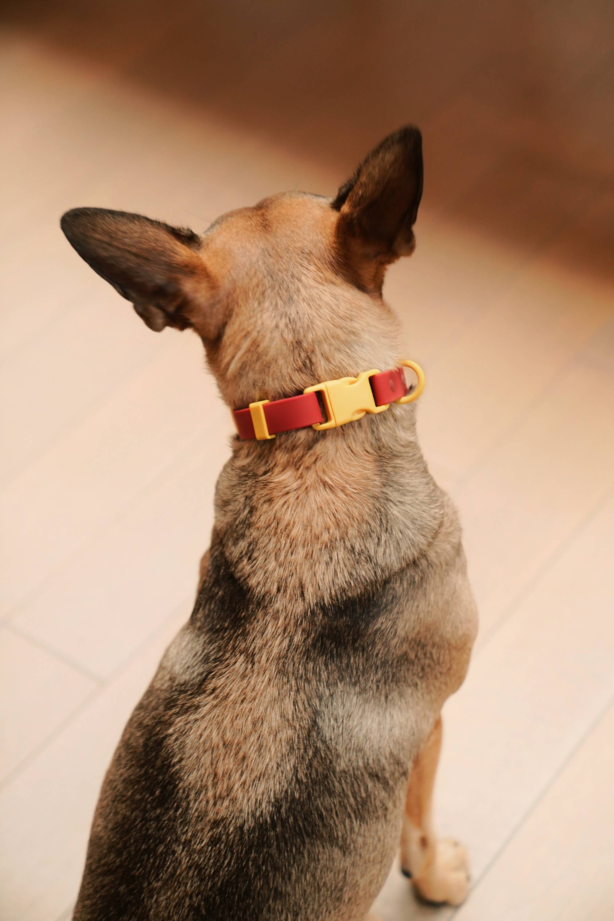 Le collier pour chien Fritz