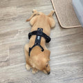 (Pré-commande)Harnais de confort pour chien Furlou – Noir
