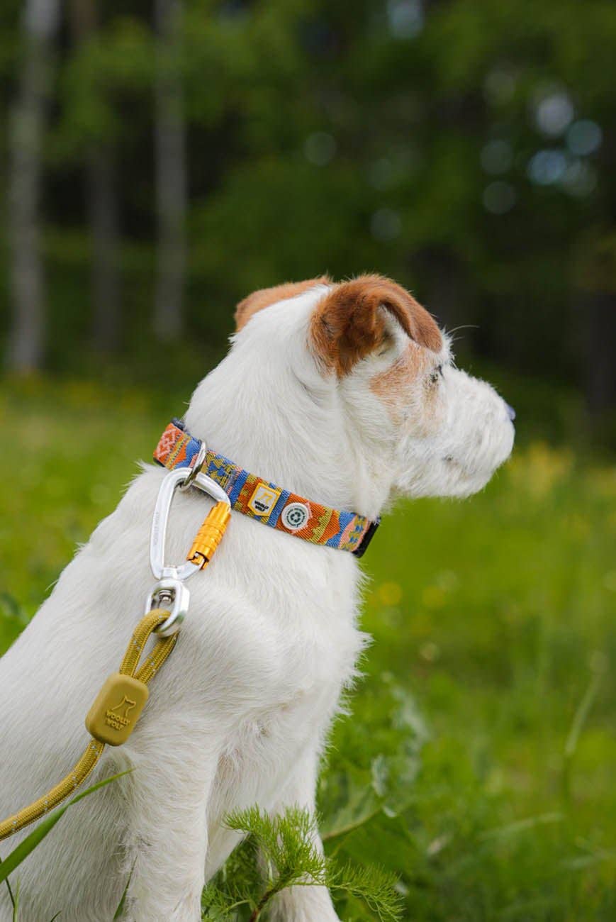 Collier pour chien Nightless Night recyclé (RPET)