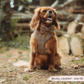 Nœud papillon Check Pup Tweed Brun – Cocopup London