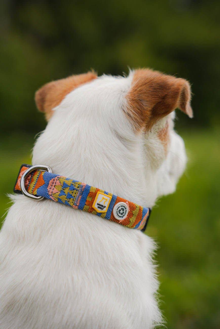 Collier pour chien Nightless Night recyclé (RPET)