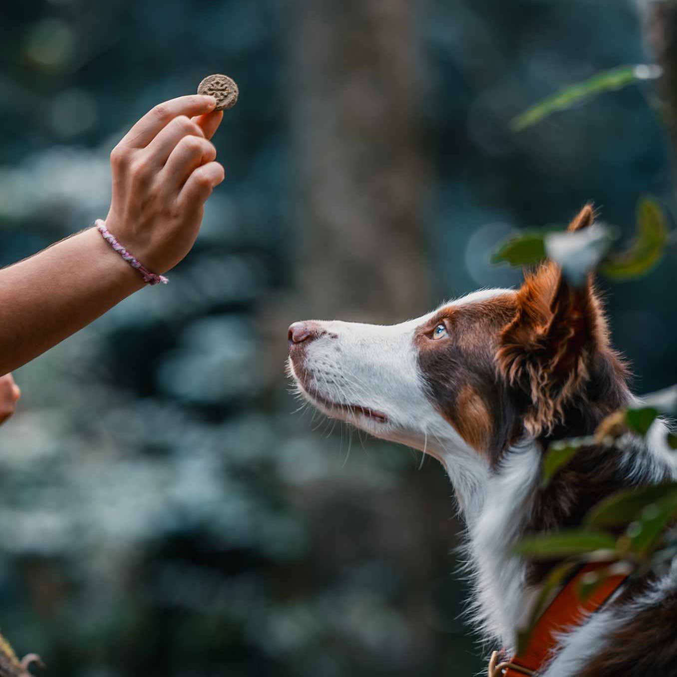 SCRAPS ÉPINARDS & VARECH 120g