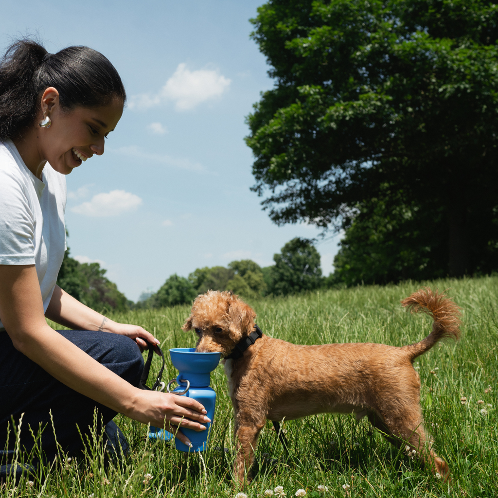 Gourde Portable Springland Pets — 591 ml