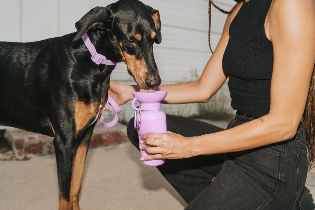 Springer Pet - Gourde 650ml