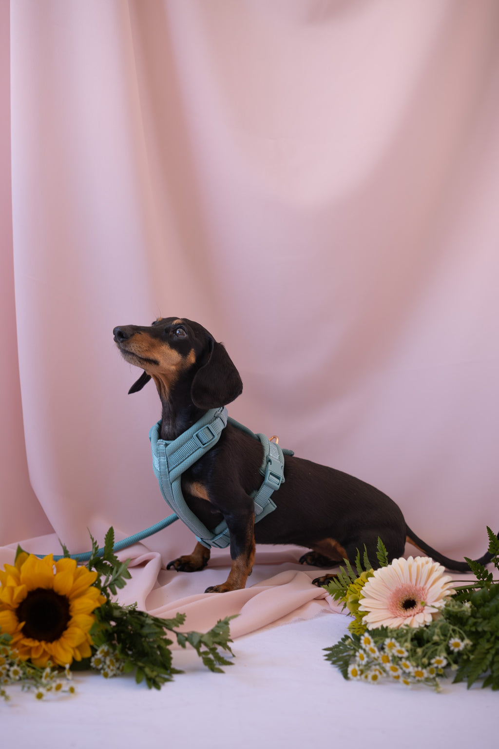(Pré-commande)Harnais de confort pour chien Furlou – Bleu