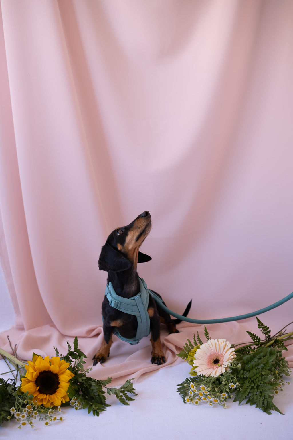 (Pré-commande)Harnais de confort pour chien Furlou – Bleu