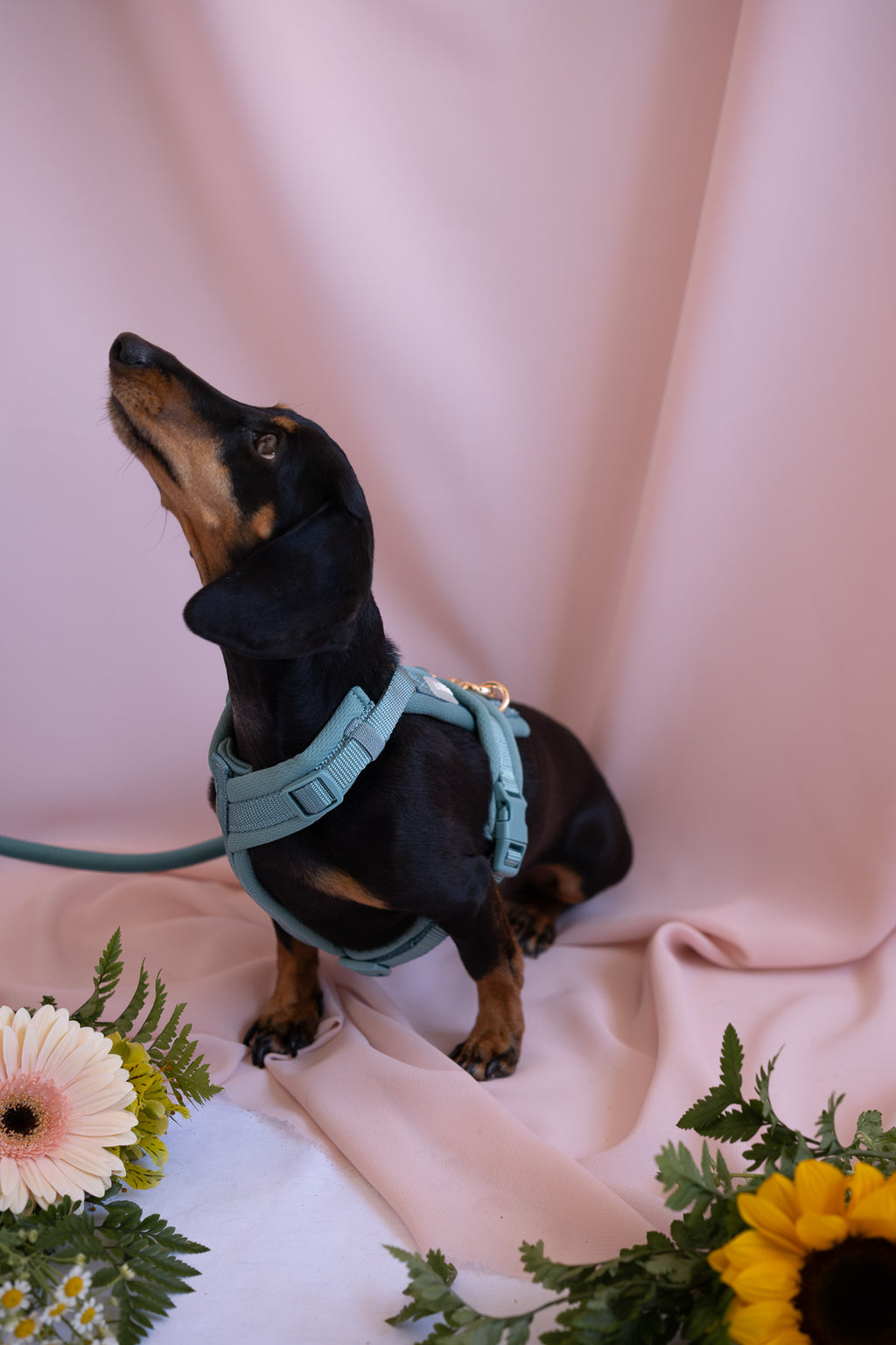 (Pré-commande)Harnais de confort pour chien Furlou – Bleu