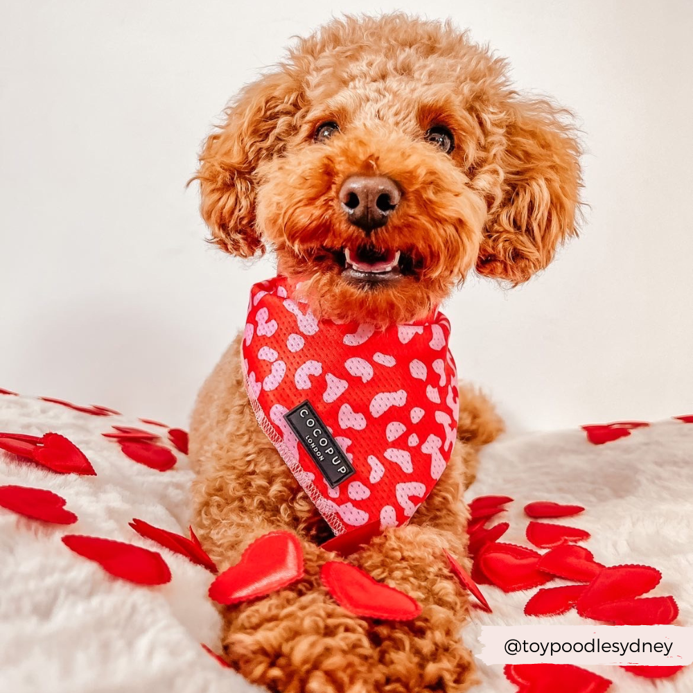 Foulard Red & Pink Leopard – Cocopup London
