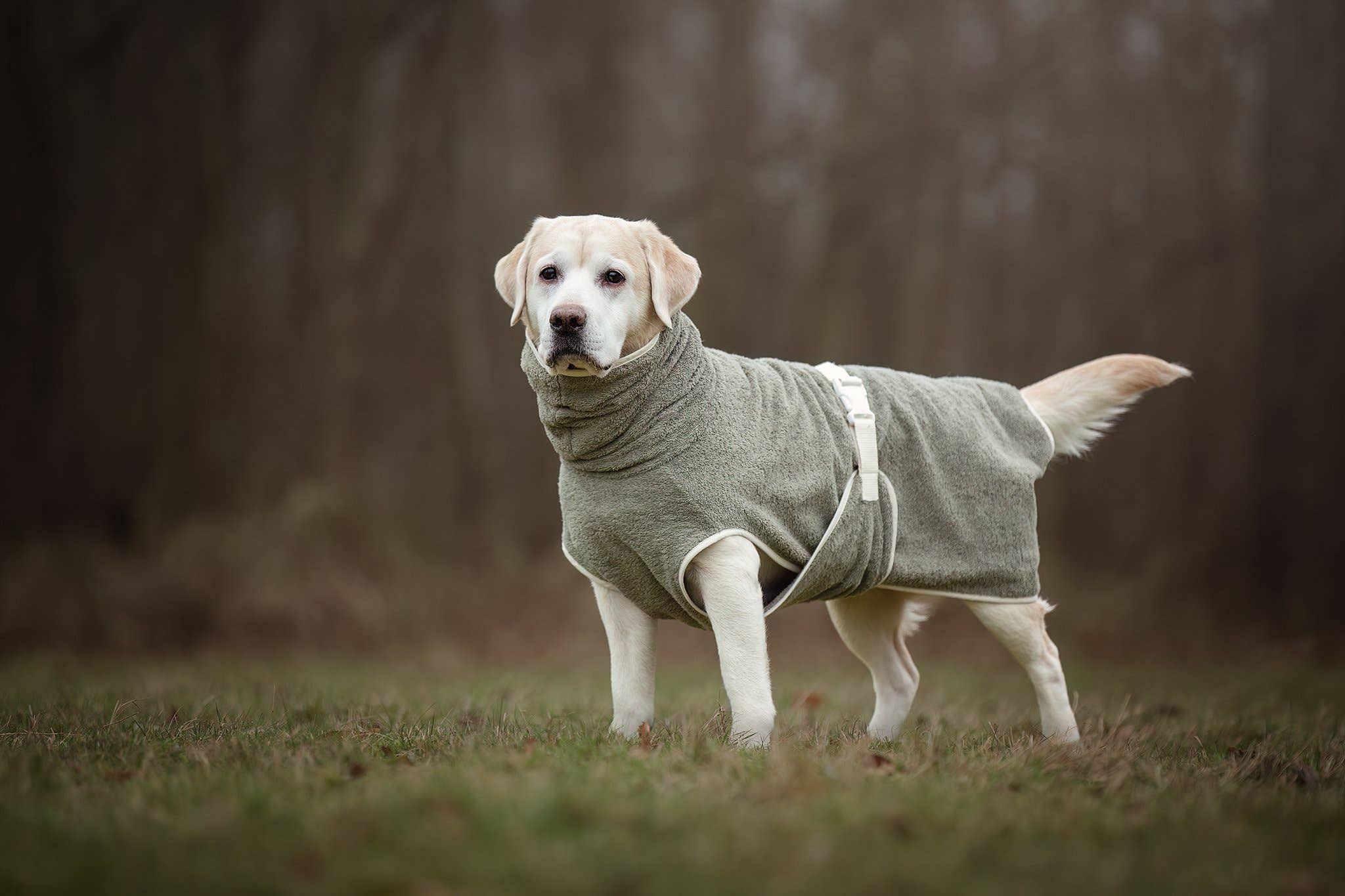 Peignoir pour chien fait main