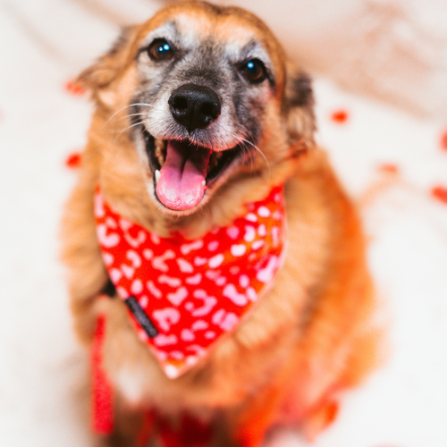 Bandana Red & Pink Leopard – Cocopup London