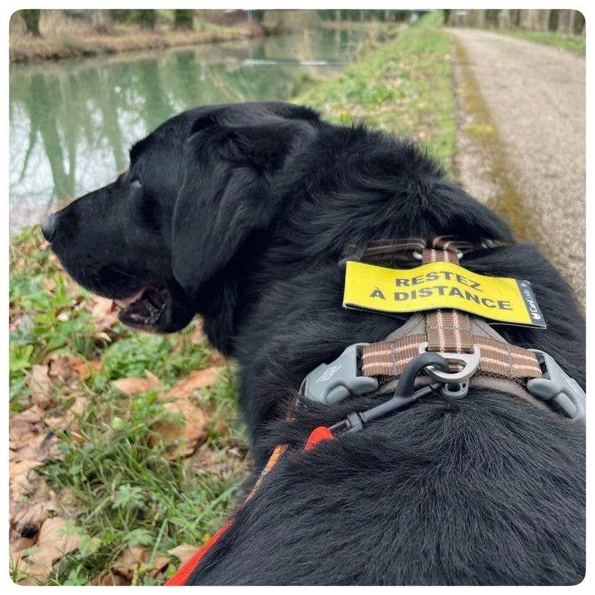 Scratch recto/verso CaniCode® RESTEZ À DISTANCE