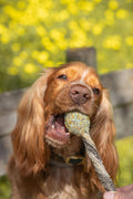 Lollipop - Sucettes à mâcher pour les chiens