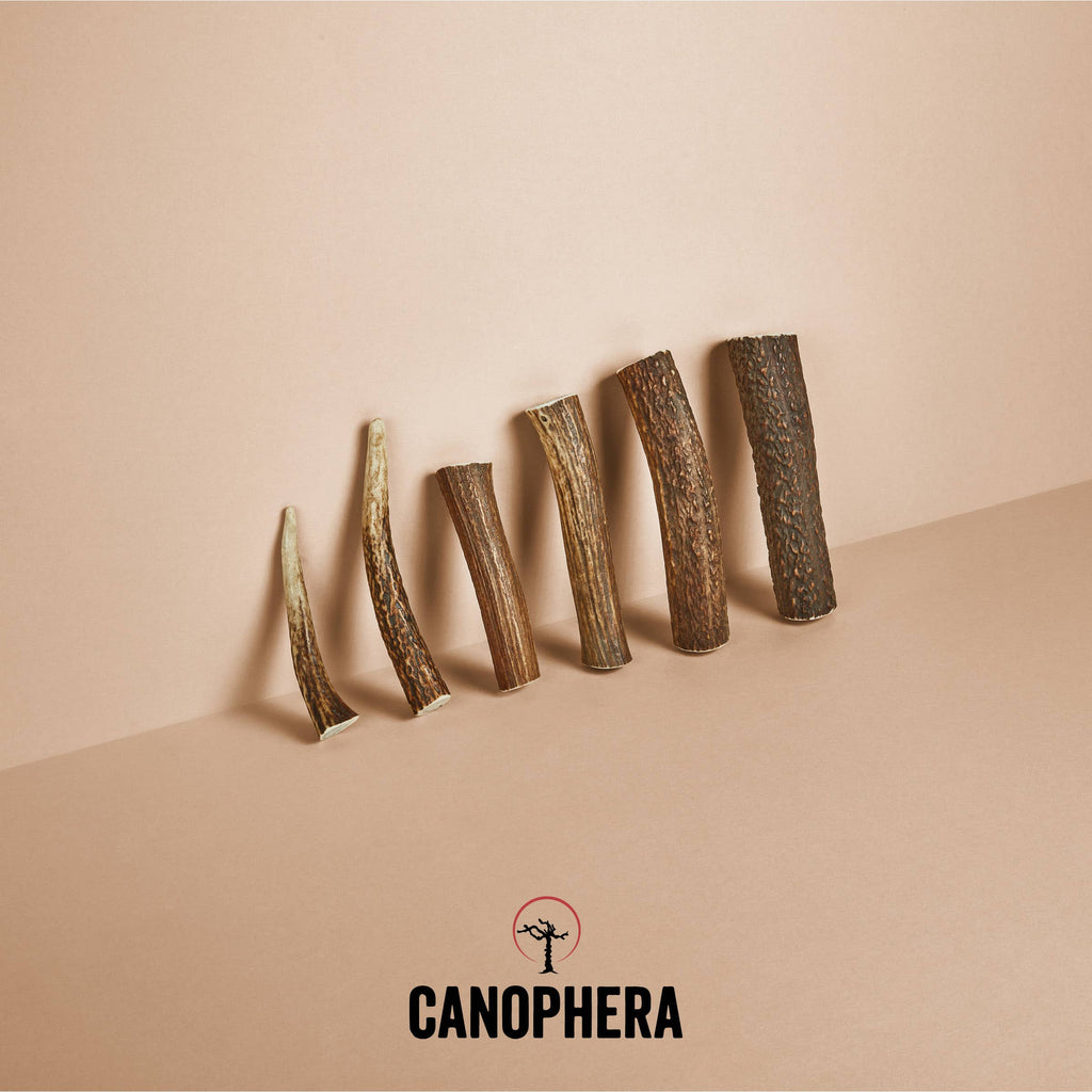 Bois de Cerf Rouge CANOPHERA – Mastication Naturelle