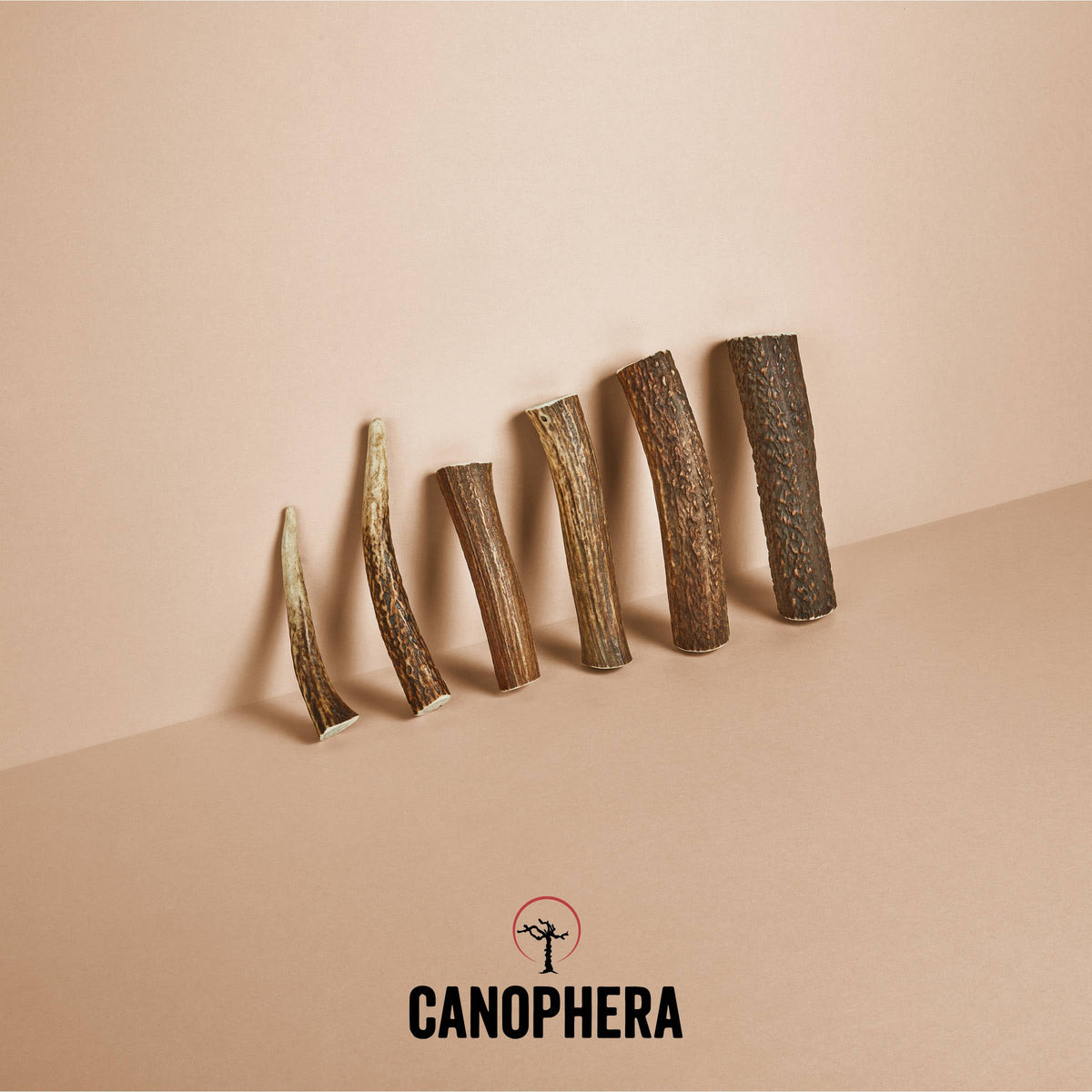 Bois de Cerf Rouge CANOPHERA – Mastication Naturelle