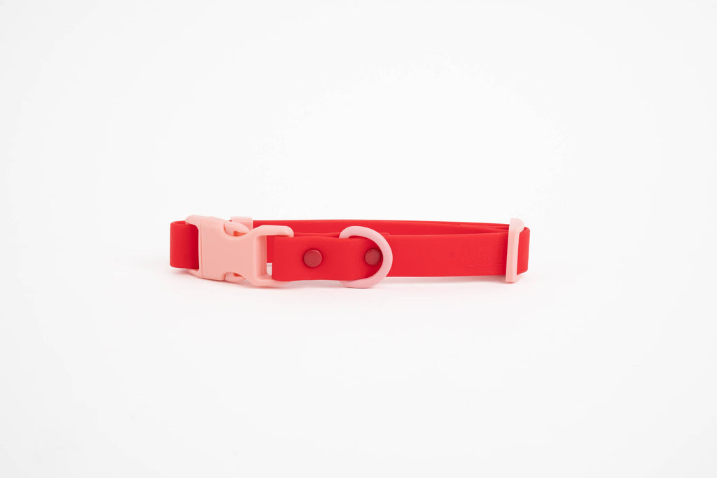 Le collier pour chien Fritz