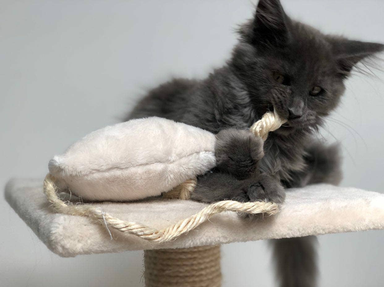 SCARLETT' - Peluche à la valériane apaisante pour chat