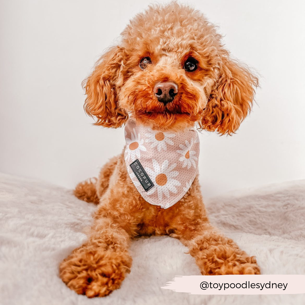 Bandana à chaîne Daisy