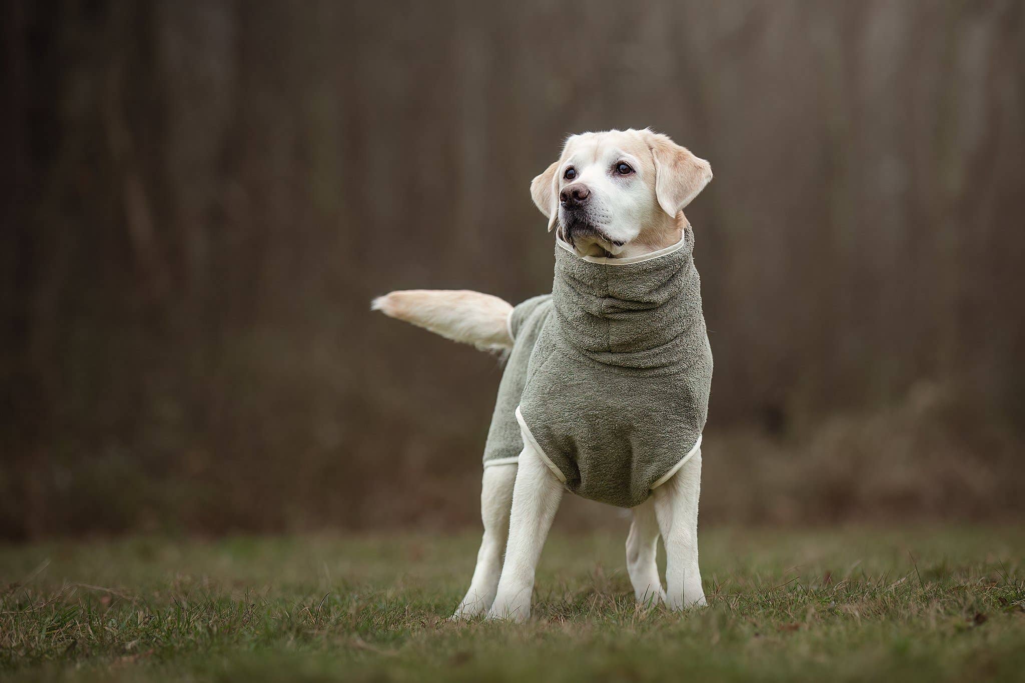 Peignoir pour chien fait main