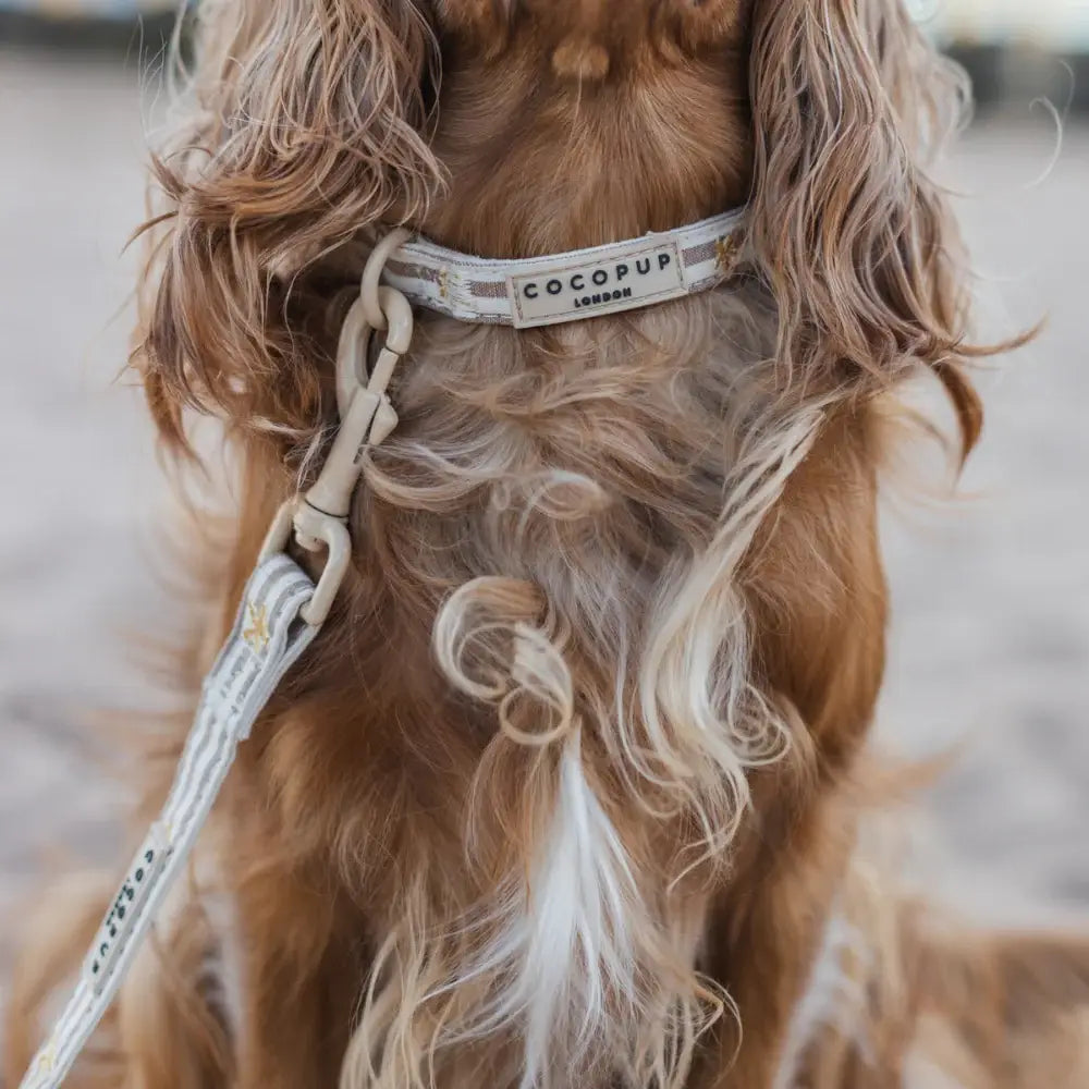 Collier Sandy Starpaws – Cocopup London