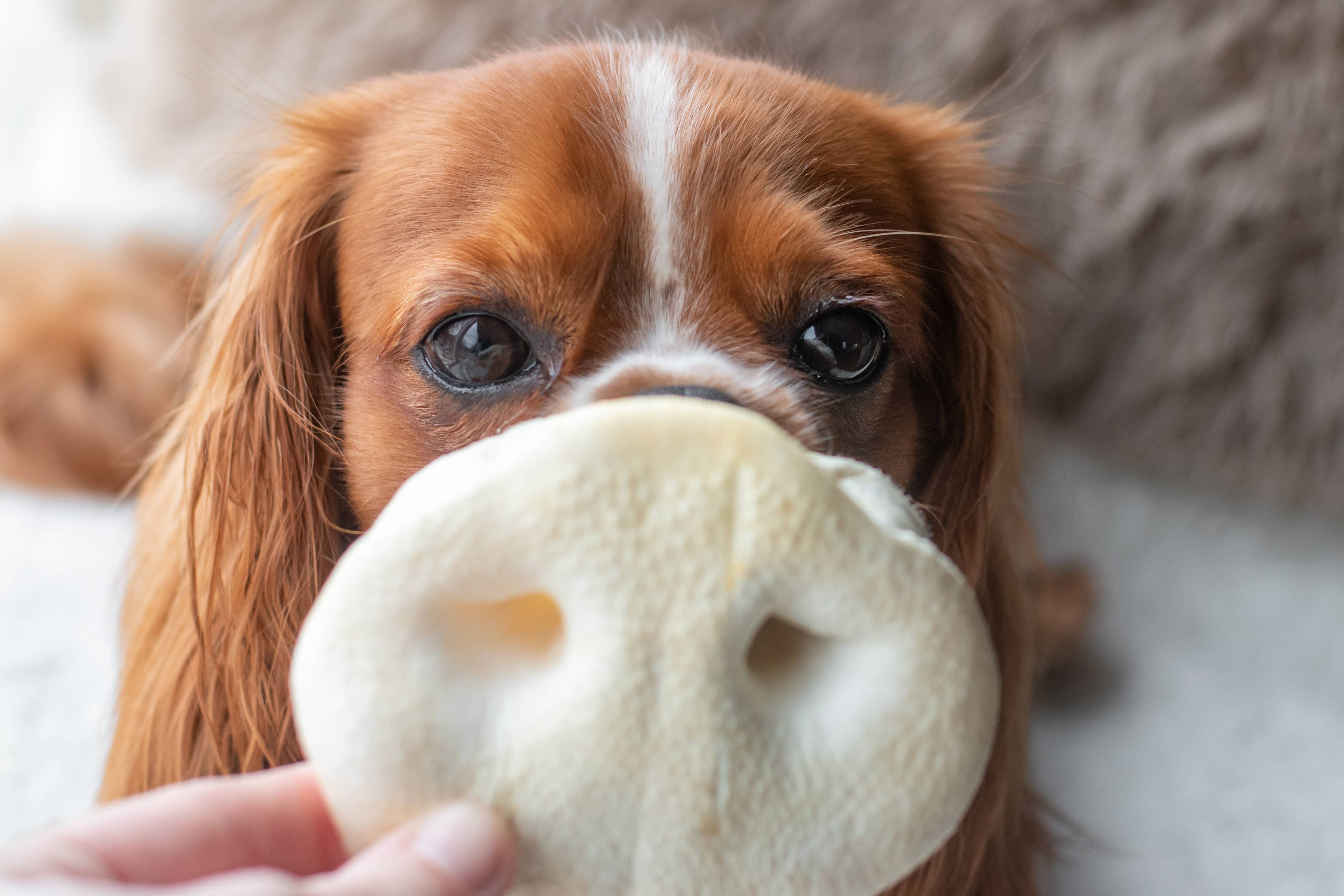 Nez de porc soufflé au miel - 5 pièces