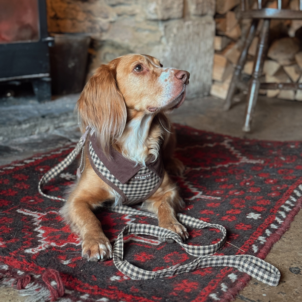 Laisse Cotswolds Check – Cocopup London