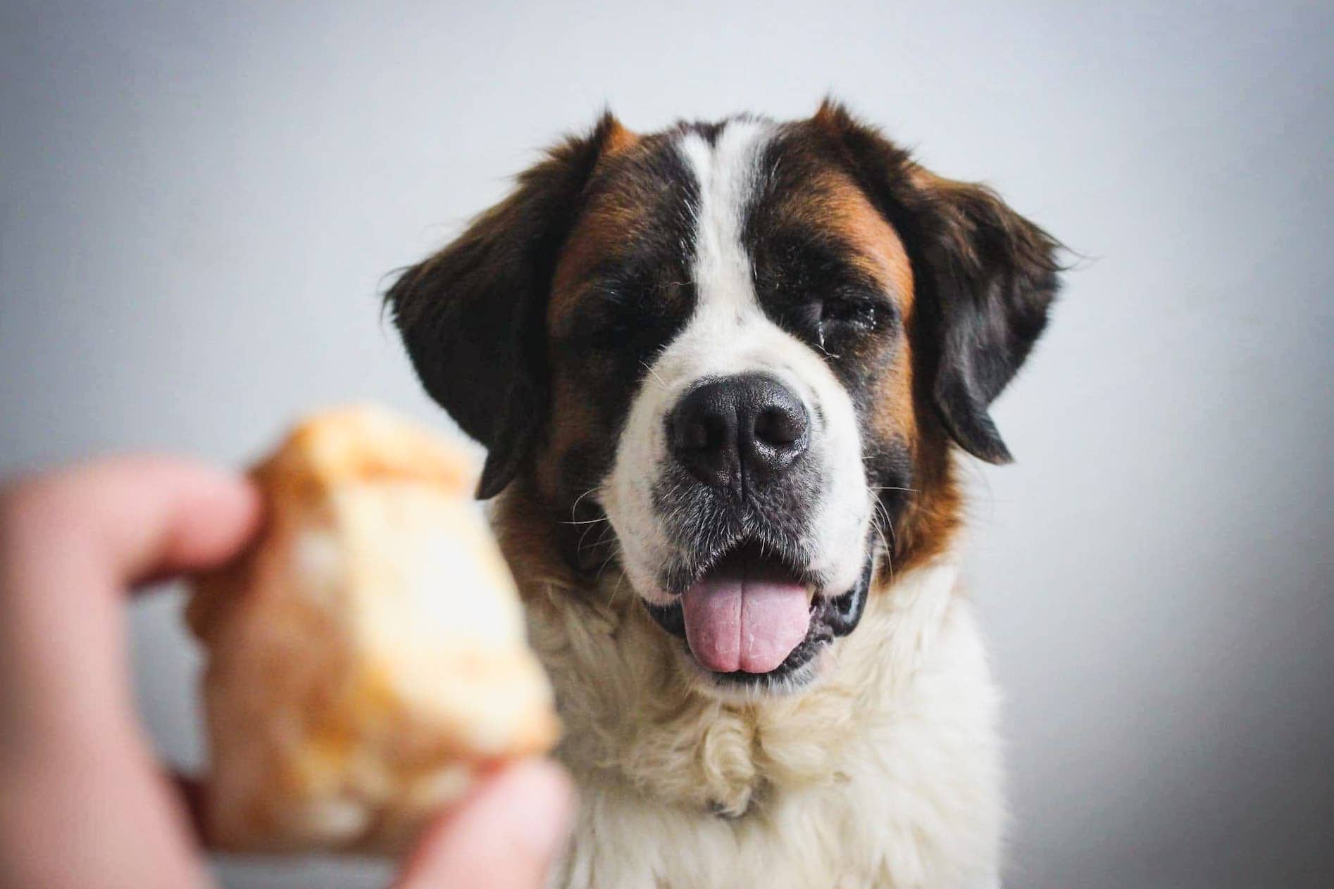 DOOGY - Dés de fromage à souffler 100% naturel