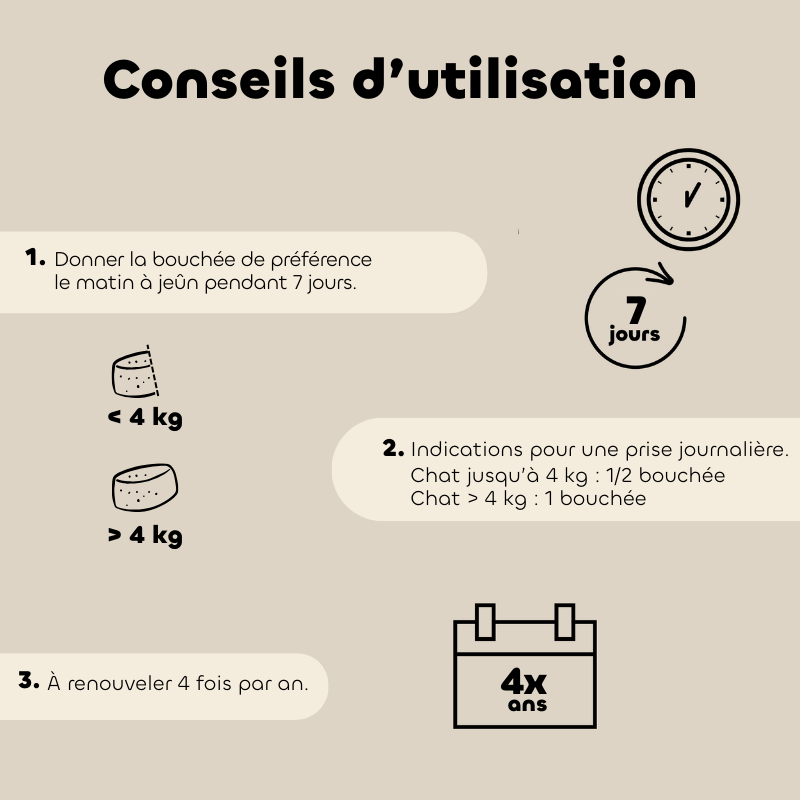 ALT'VERS - chaton et chat