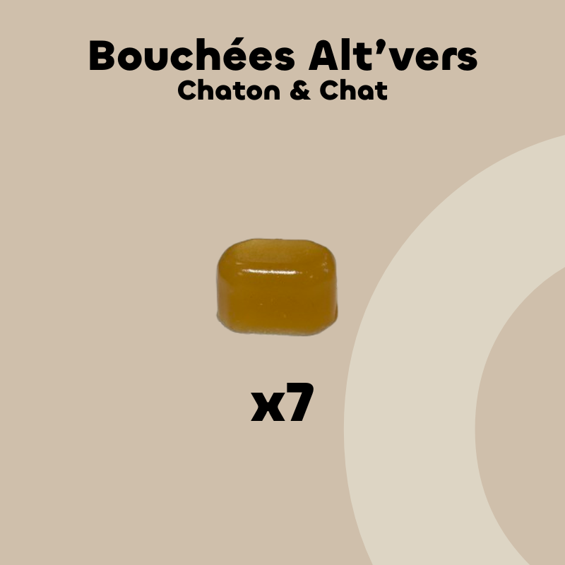 ALT'VERS - chaton et chat
