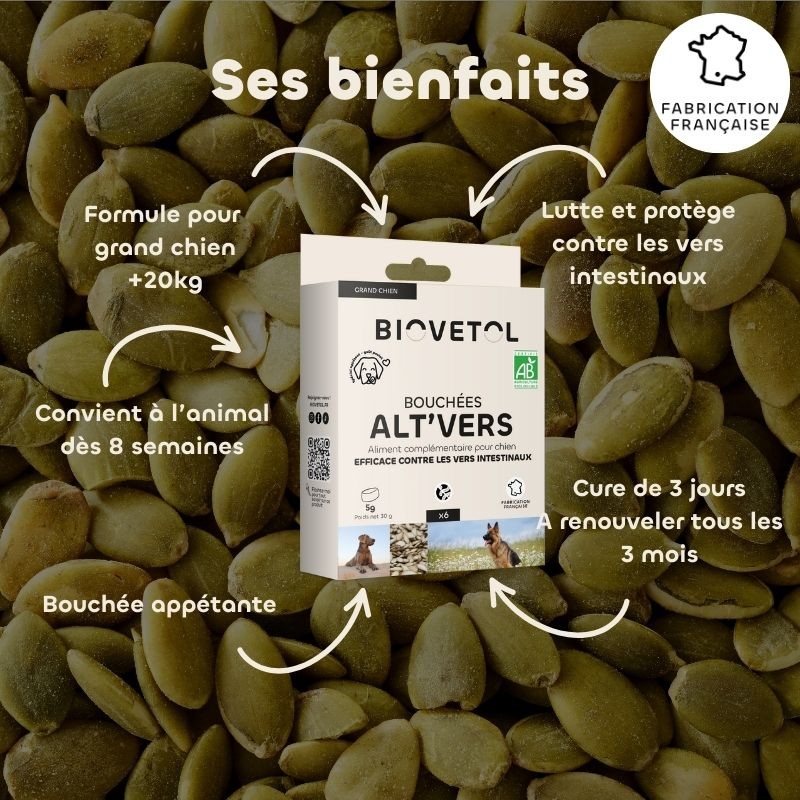 ALT'VERS - Grand chien