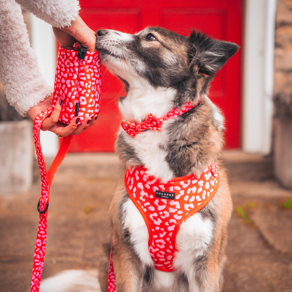 Laisse Red & Pink Leopard – Cocopup London