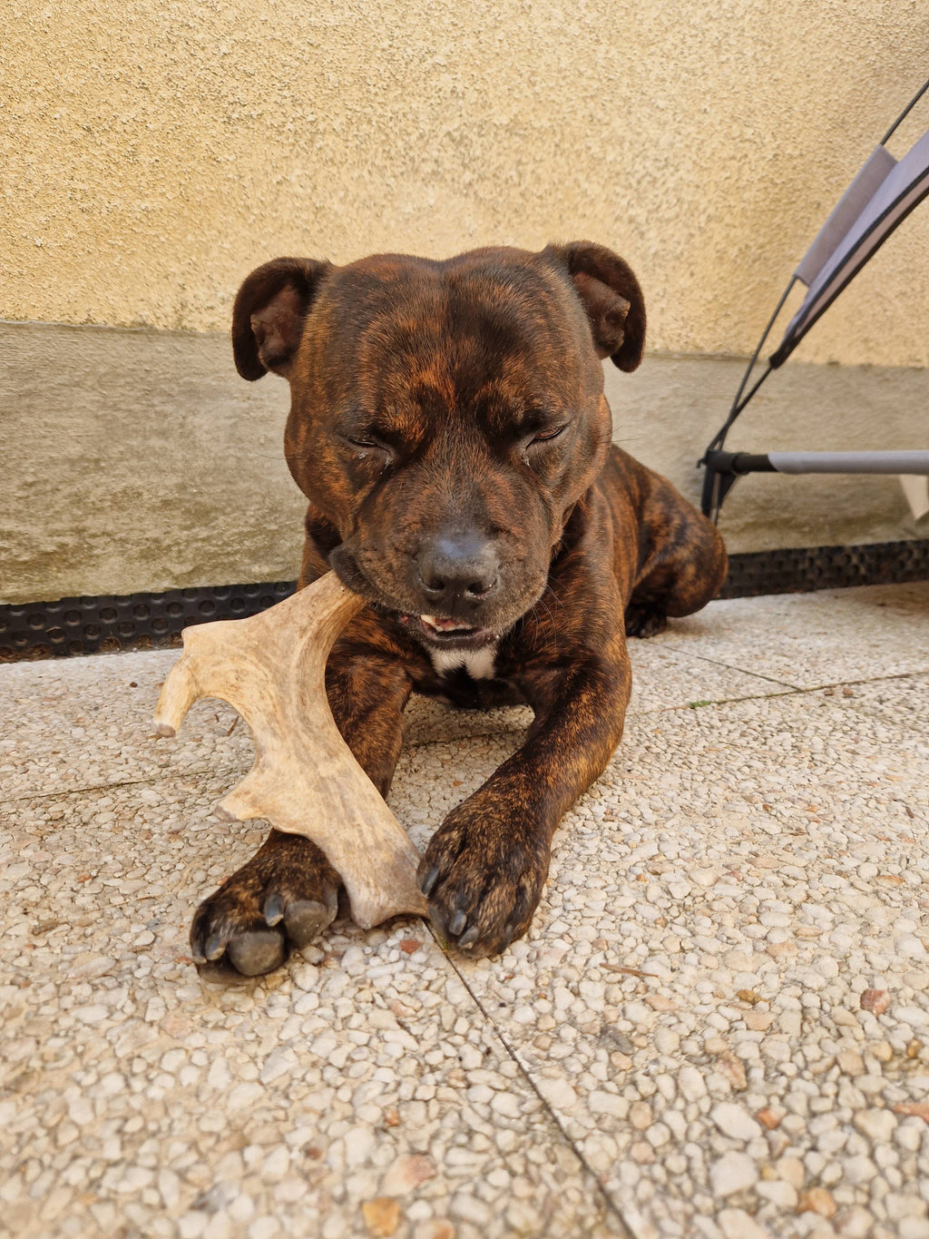 DINO - Bois de daim à mâcher pour chien