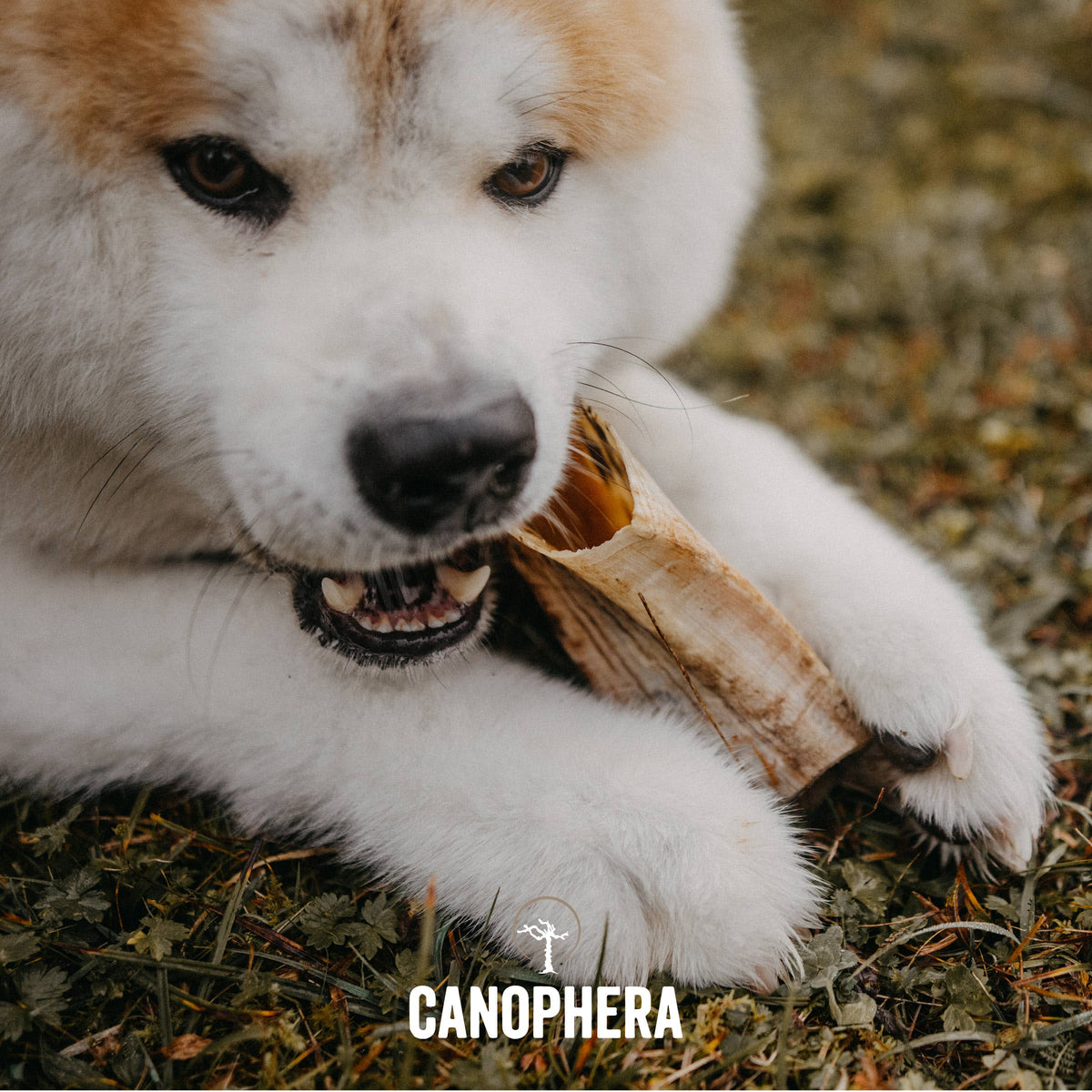 Corne de Mouton CANOPHERA – Mastication Naturelle