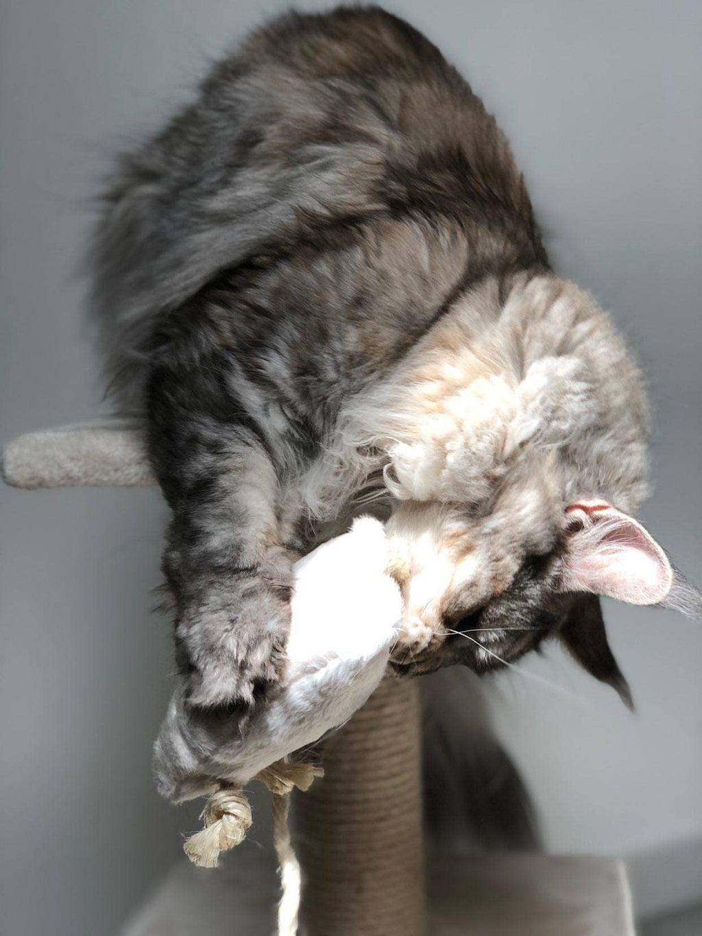 SCARLETT' - Peluche à la valériane apaisante pour chat