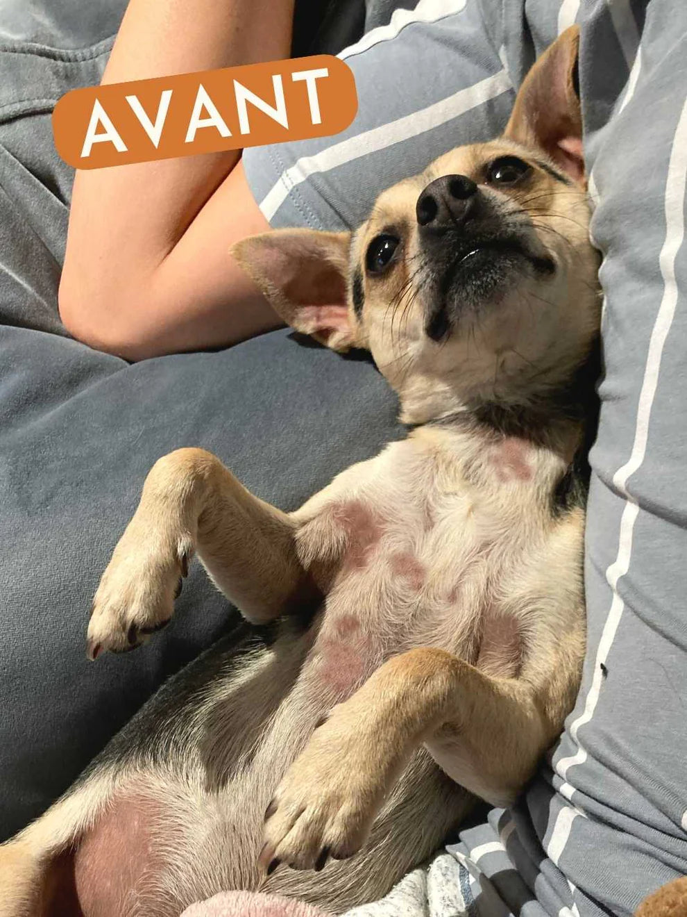 Complément alimentaire poil chien