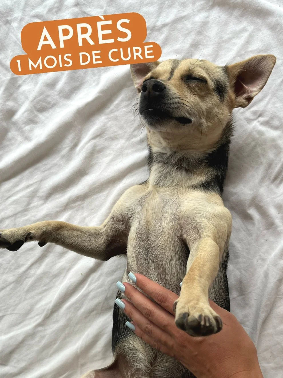 Complément alimentaire poil chien