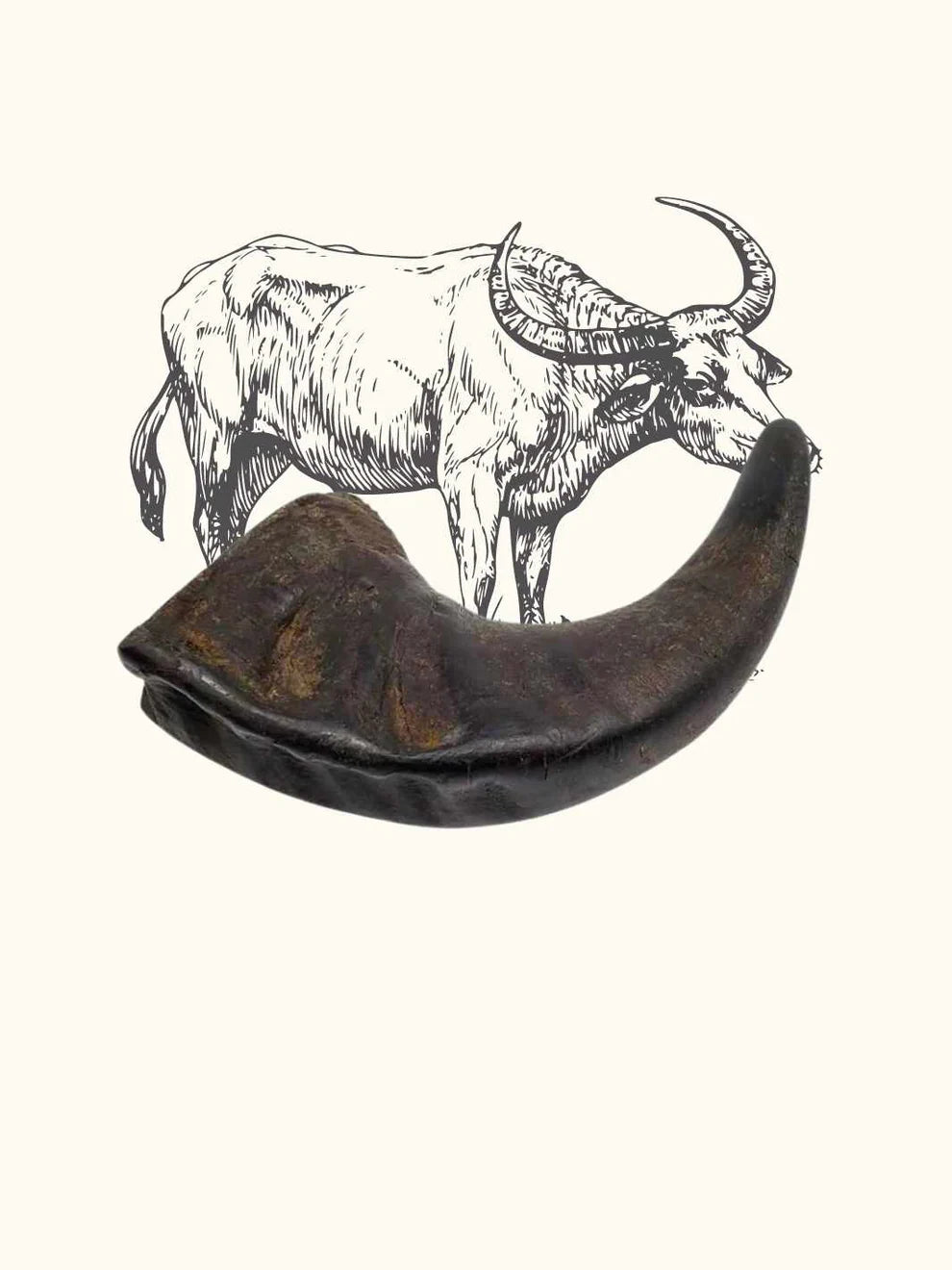 Corne de buffle