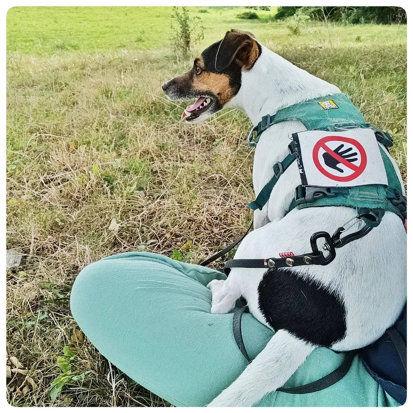 Scratch recto/verso CaniCode® PICTO MAIN