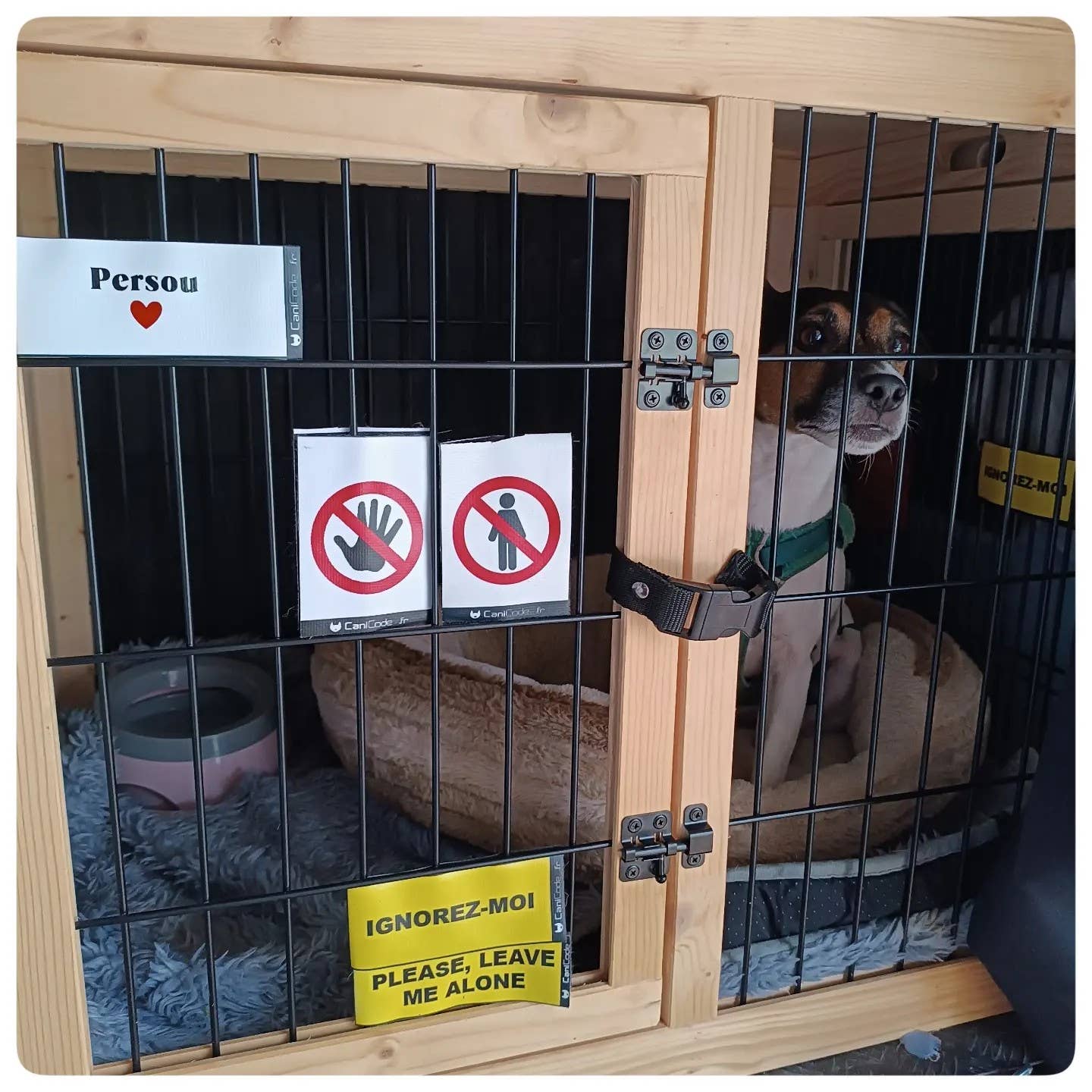 Scratch recto/verso CaniCode® PICTO MAIN