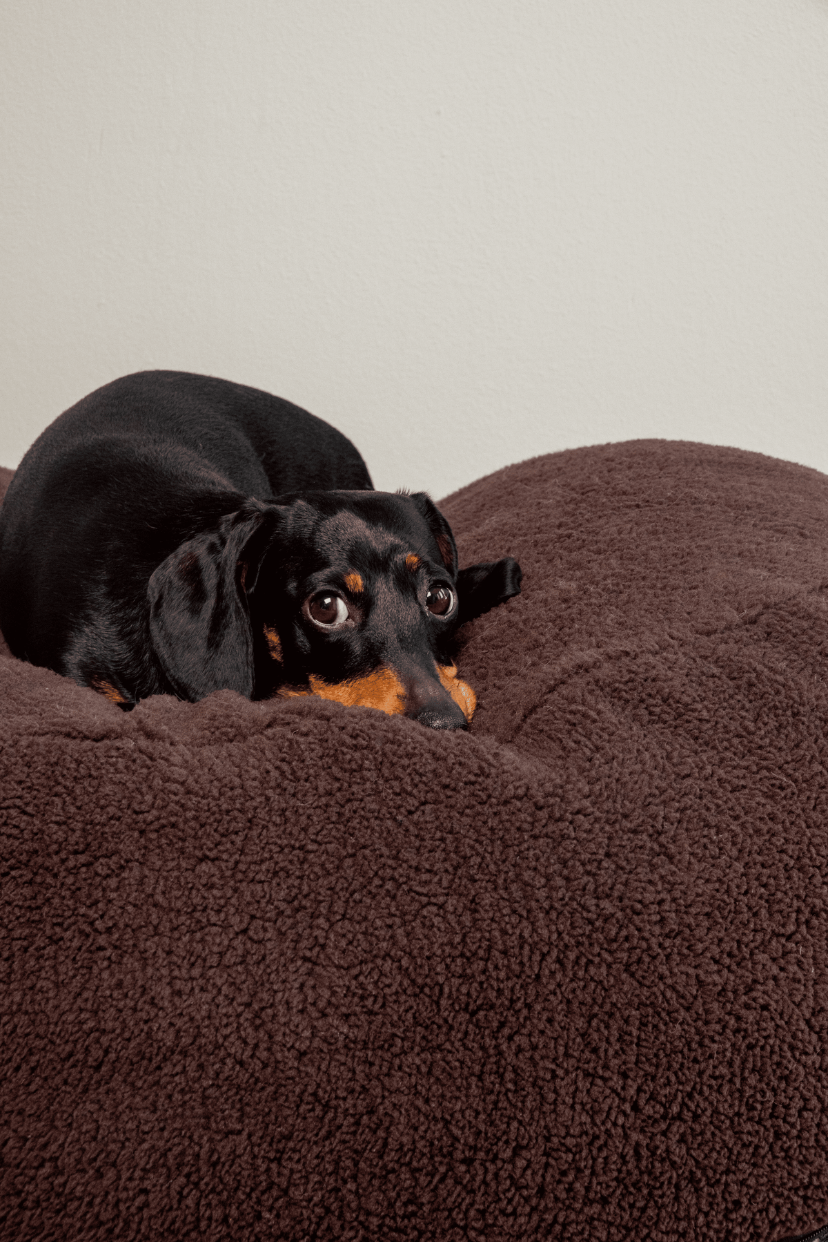 Pouf pour Chien & Chat Teddy Chocolat – Couchage Rond & Moelleux